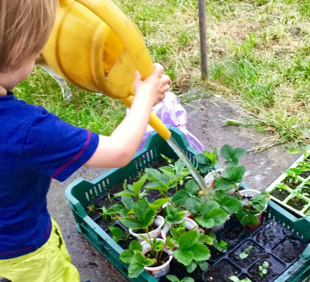 Las watering garden