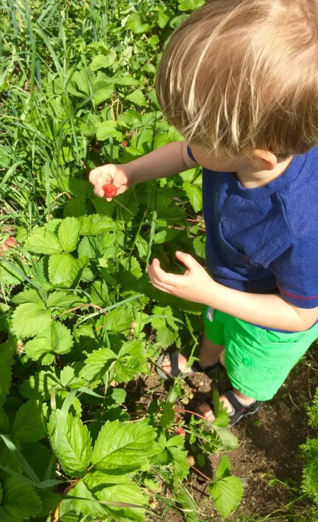 garden boy picking strawberries