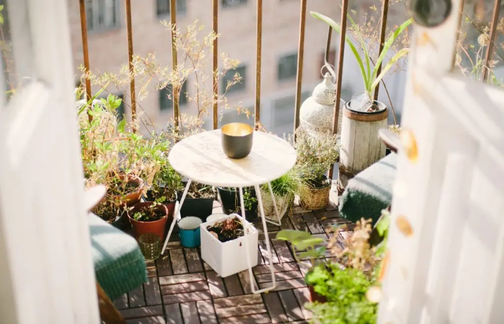 balcony plants