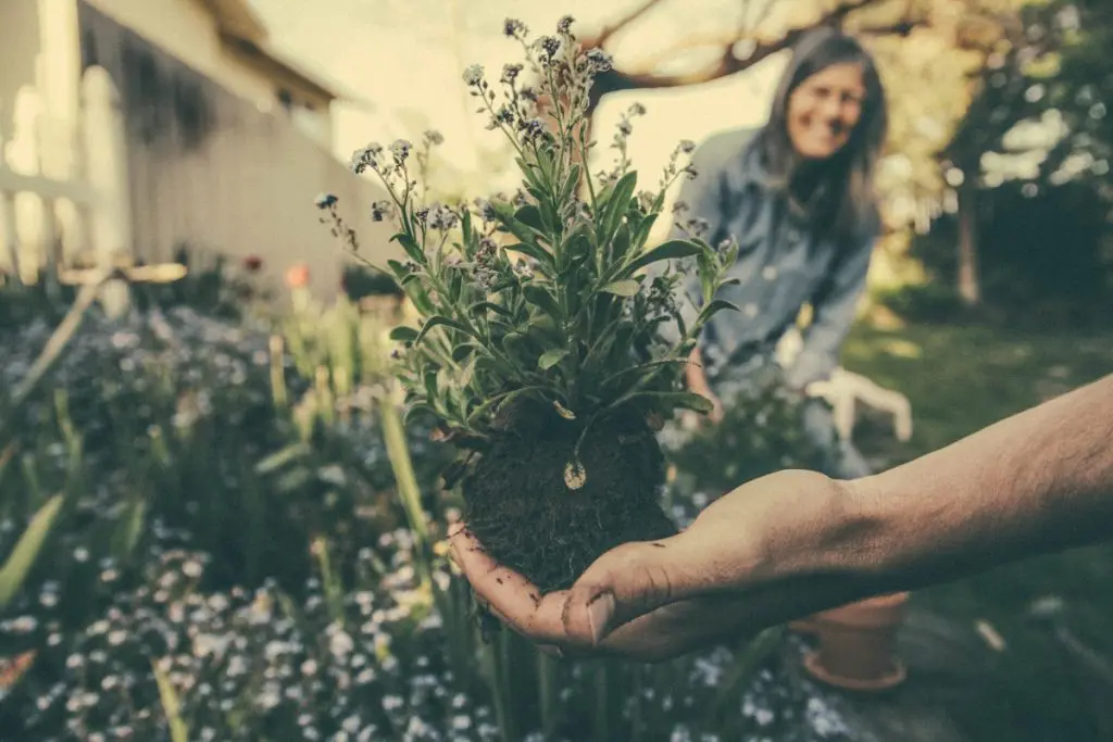 garden planting