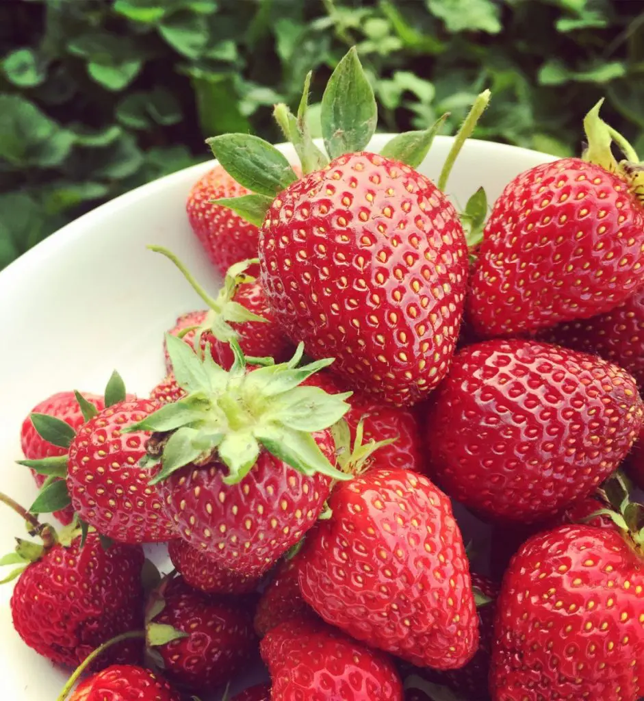 strawberries
