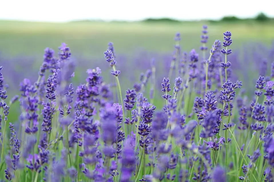 lavender flowers meadow lavender flowers meadow