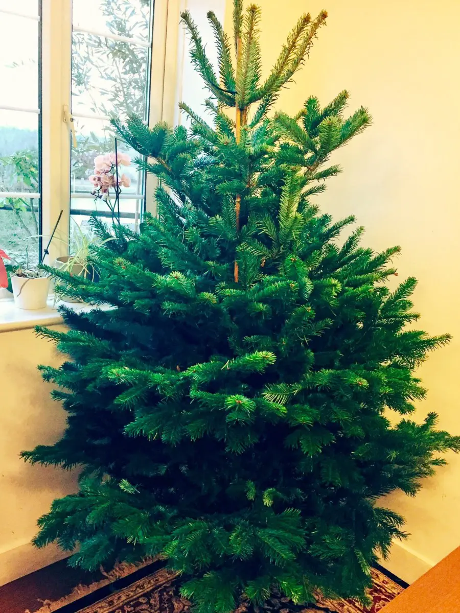 christmas tree