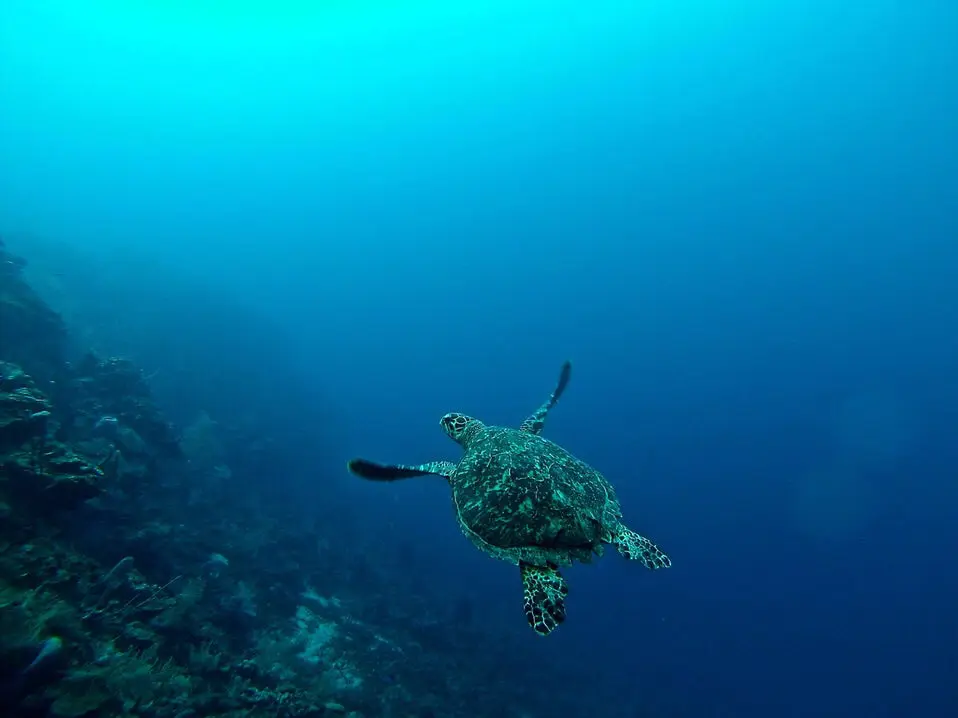 Spotting turtles in the sea