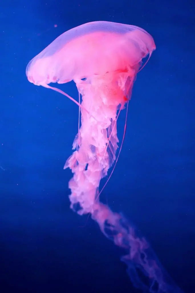 Marine life exploration