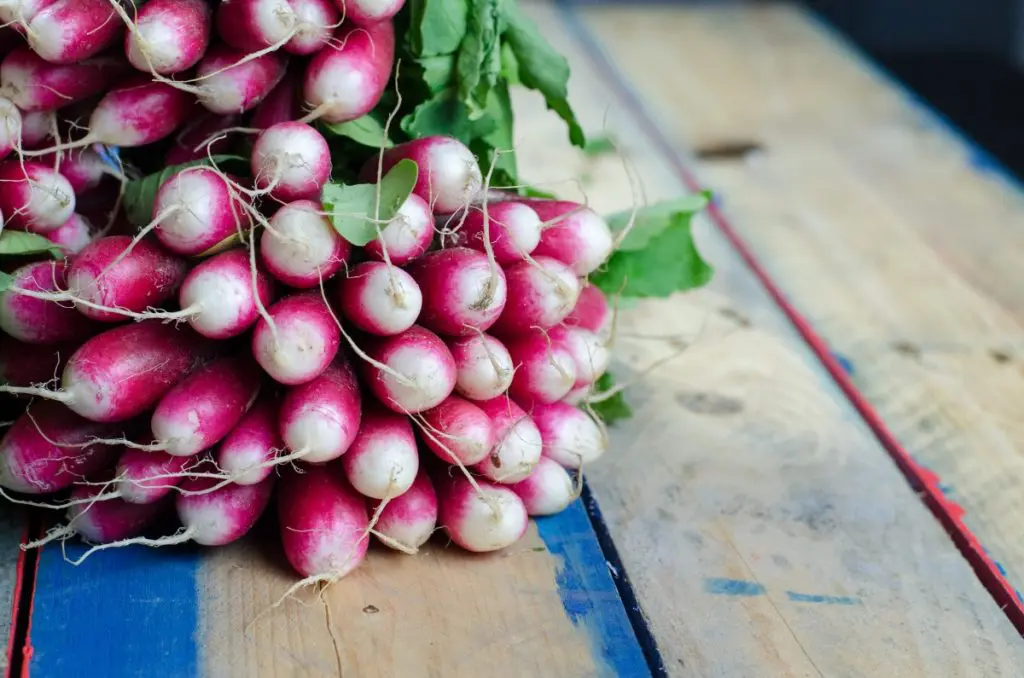 radish vegetable
