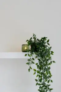 Plant on shelf Plant on shelf: Eco-Friendly Decor