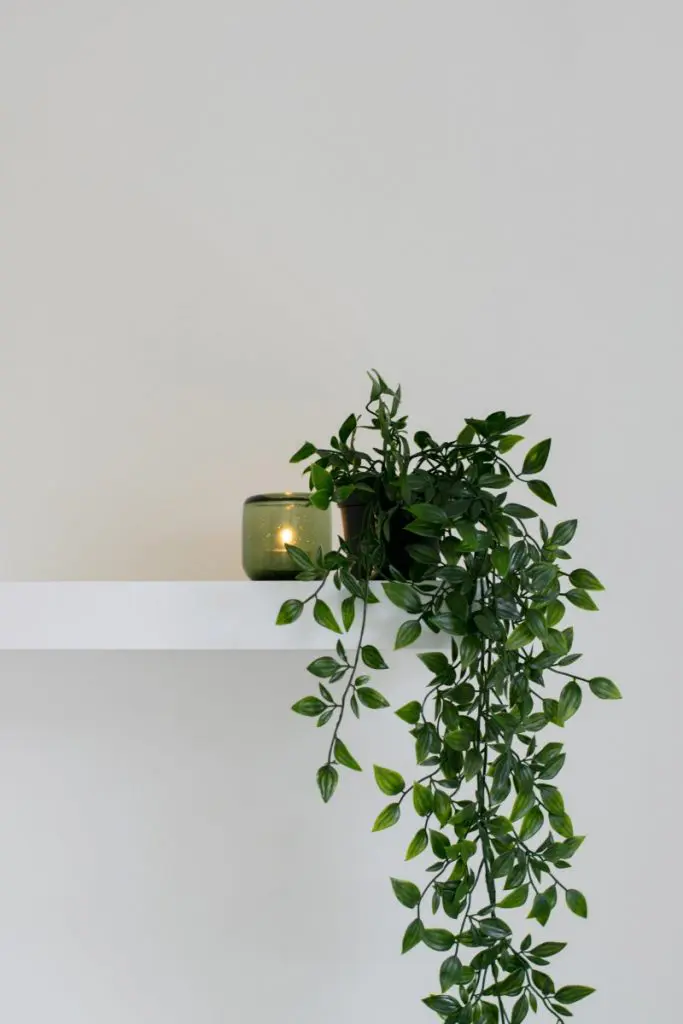 Plant on shelf: Eco-Friendly Decor
