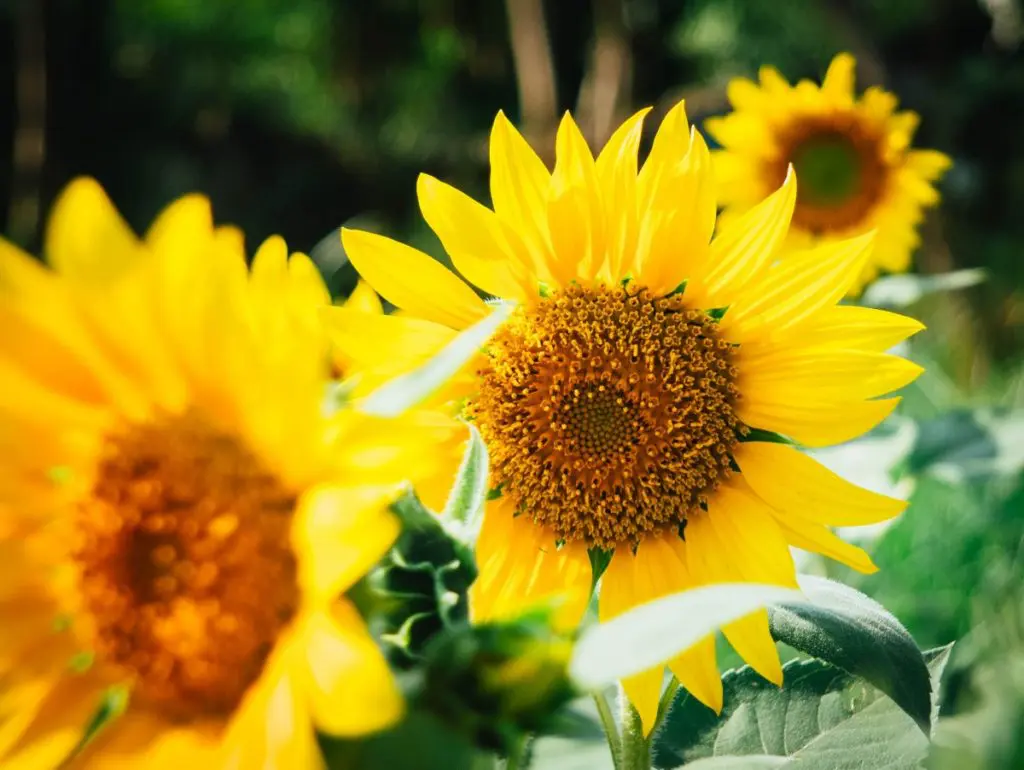 sunflowers