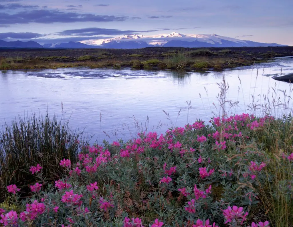 Iceland skaftafell eyrarros