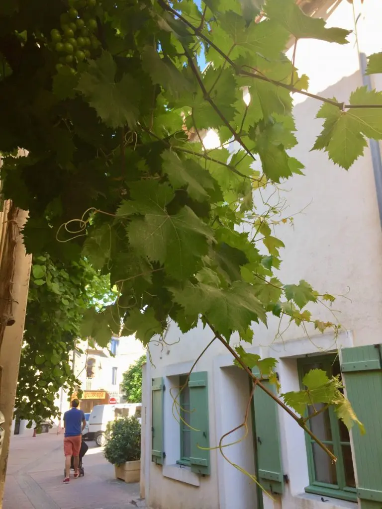gruissan narbonne