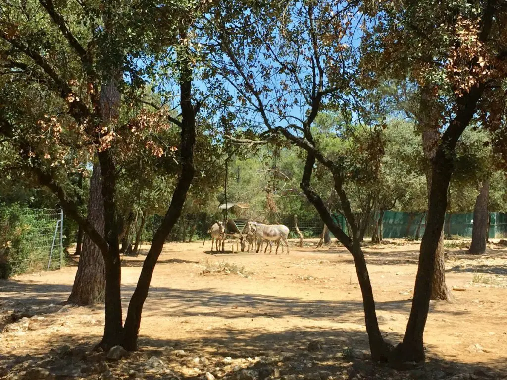 montpellier zoo