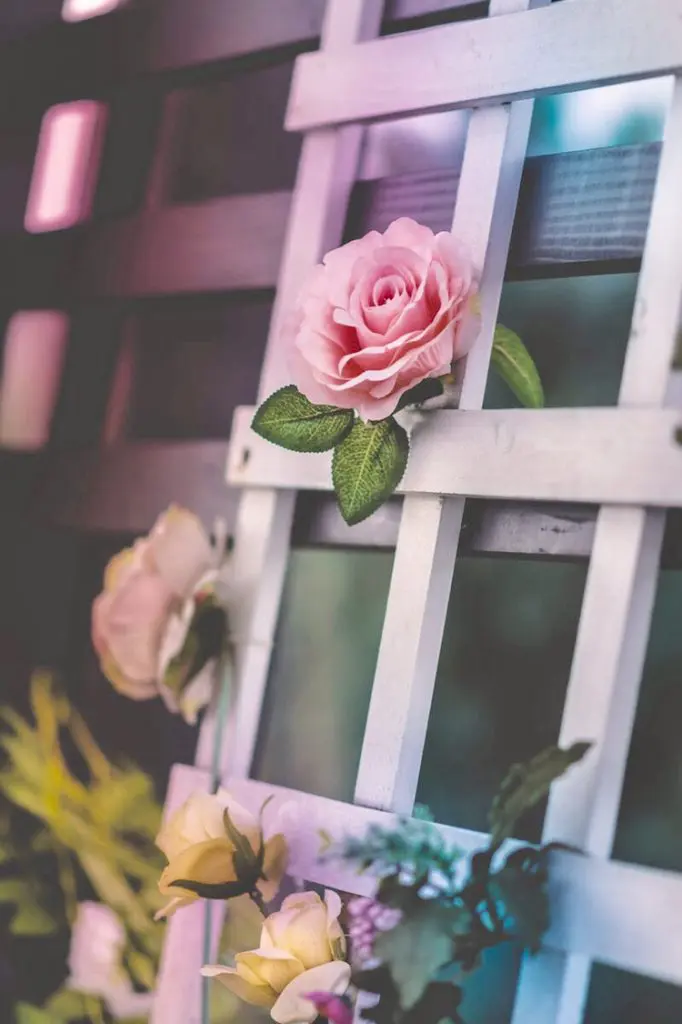 fence rose