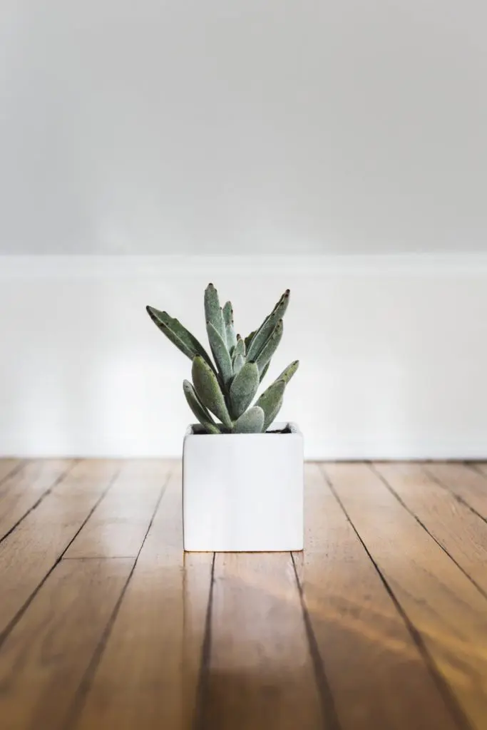 wooden floor plant