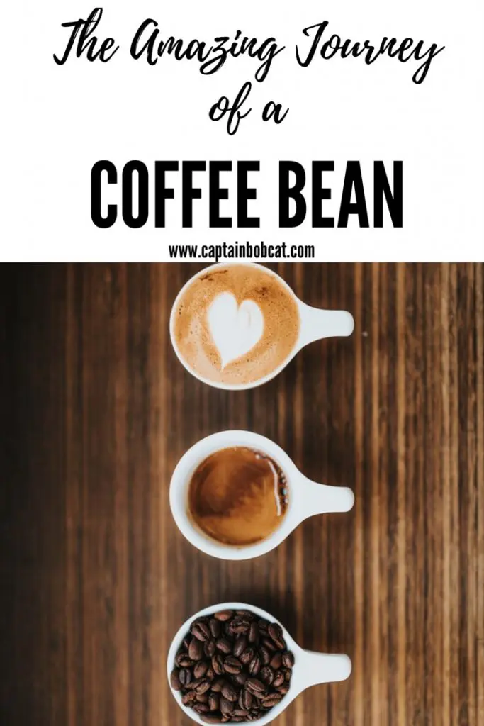The Amazing Journey of a Fair Trade Coffee Bean