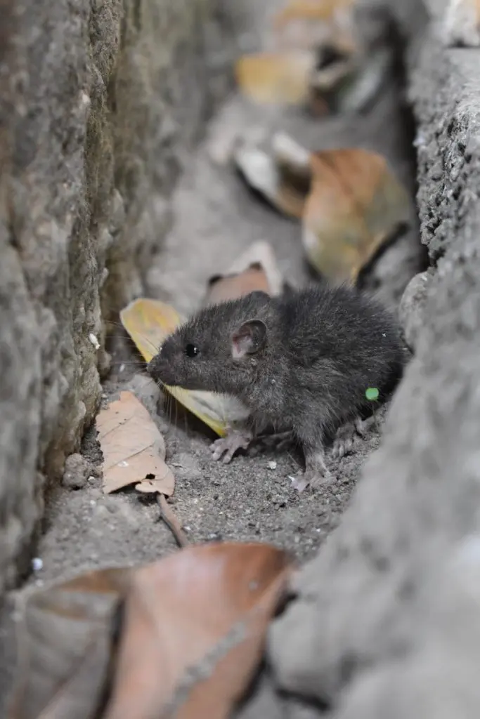 rat