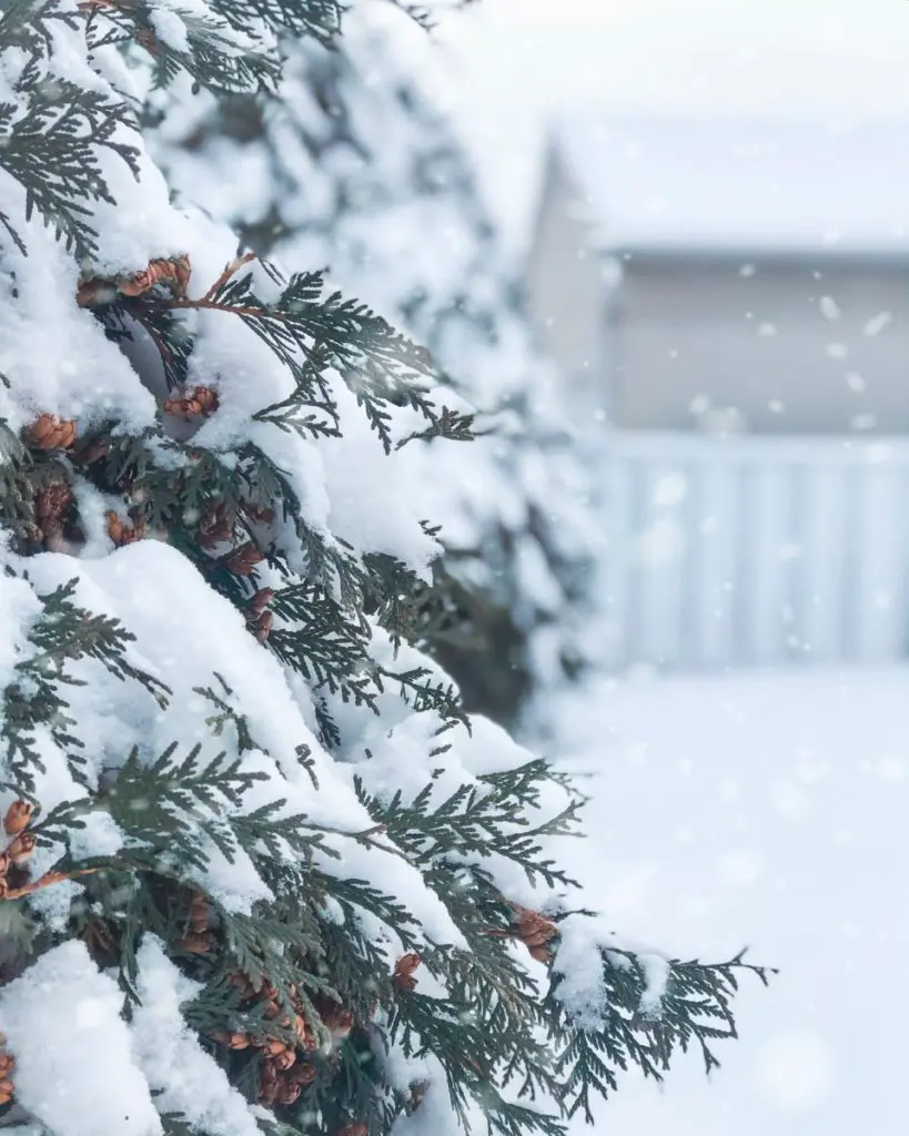 winter garden