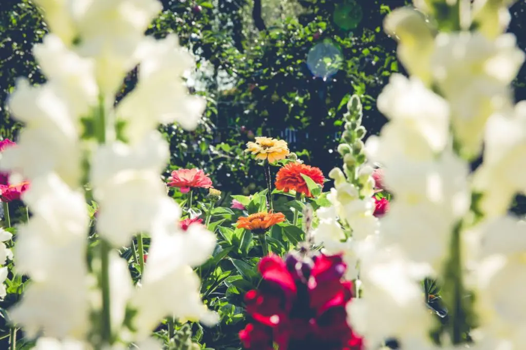 flowers garden