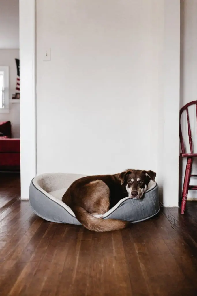floor and dog