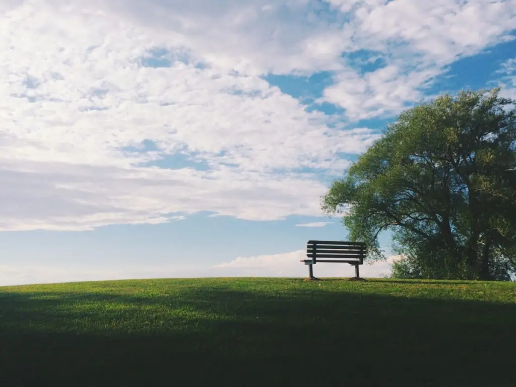 tree and bench: Eco-Friendly Memorial Options