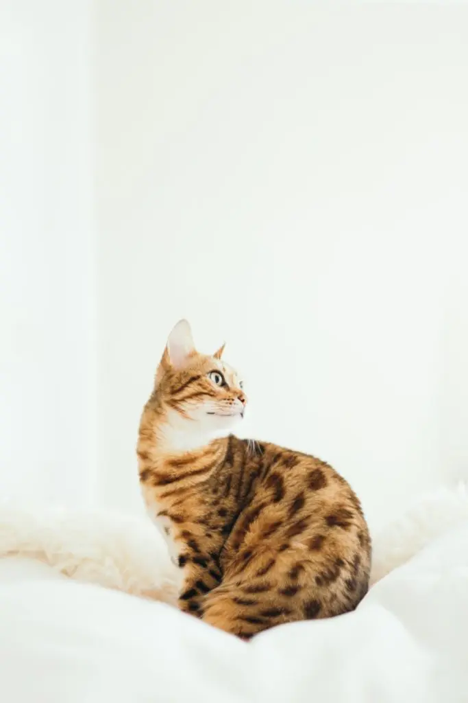 Best Animals for Young Children