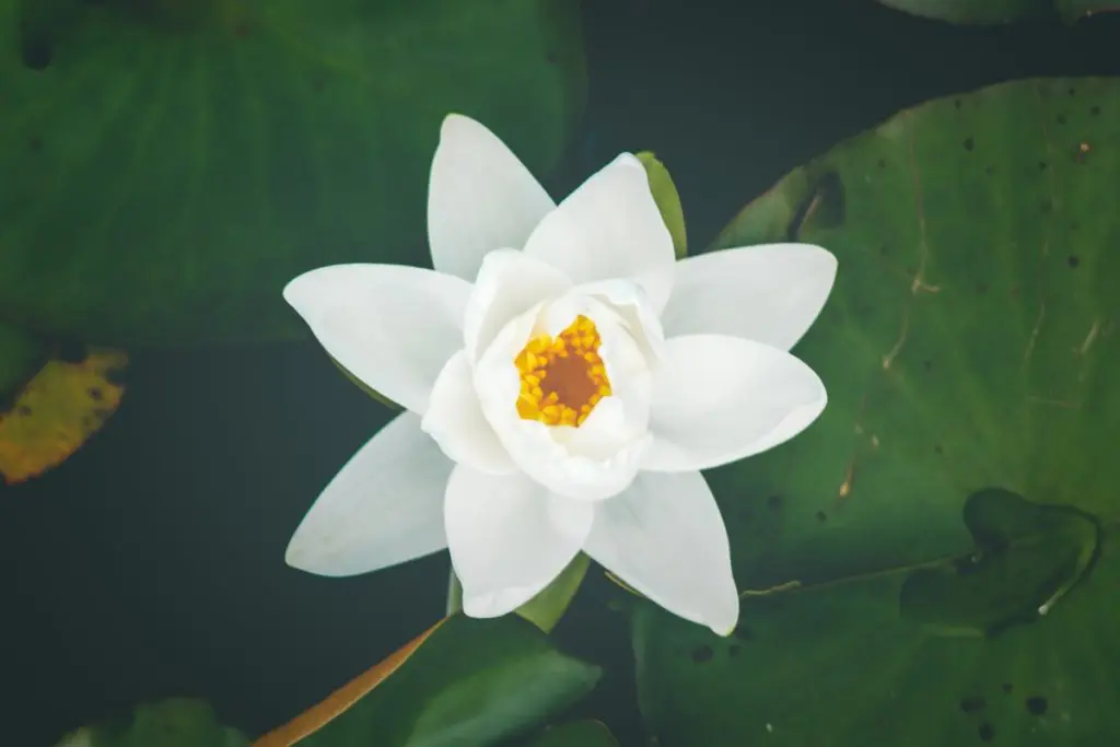 waterlily flower Eco-friendly Funerals