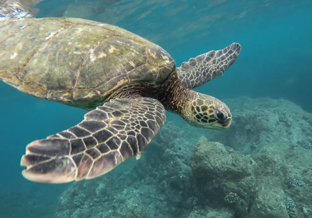 tortoise turtle