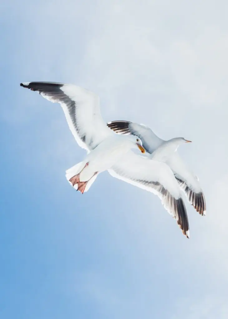 seagull