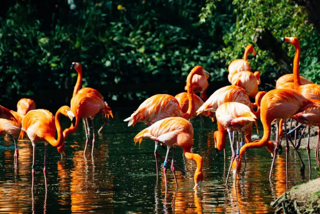 chester zoo flamingos