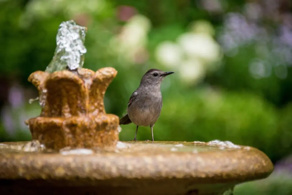 bird water fountain