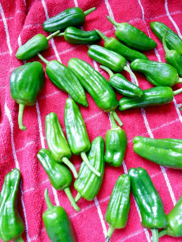 pimientos de padron