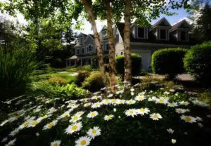 garden flowers house