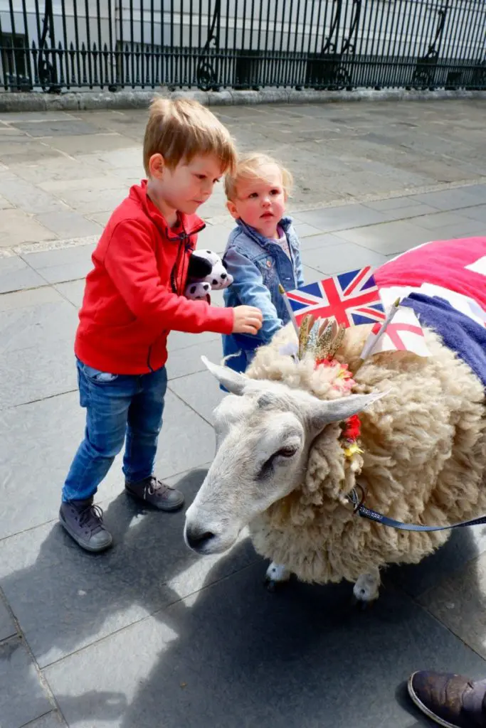 sheep