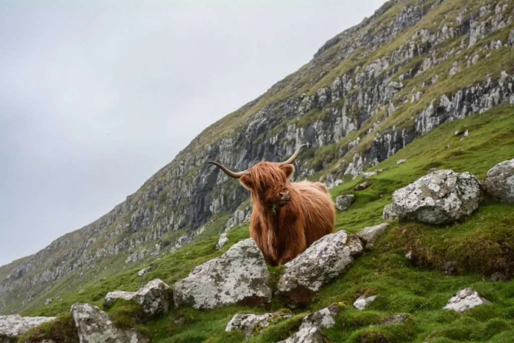 scottish hill with cow