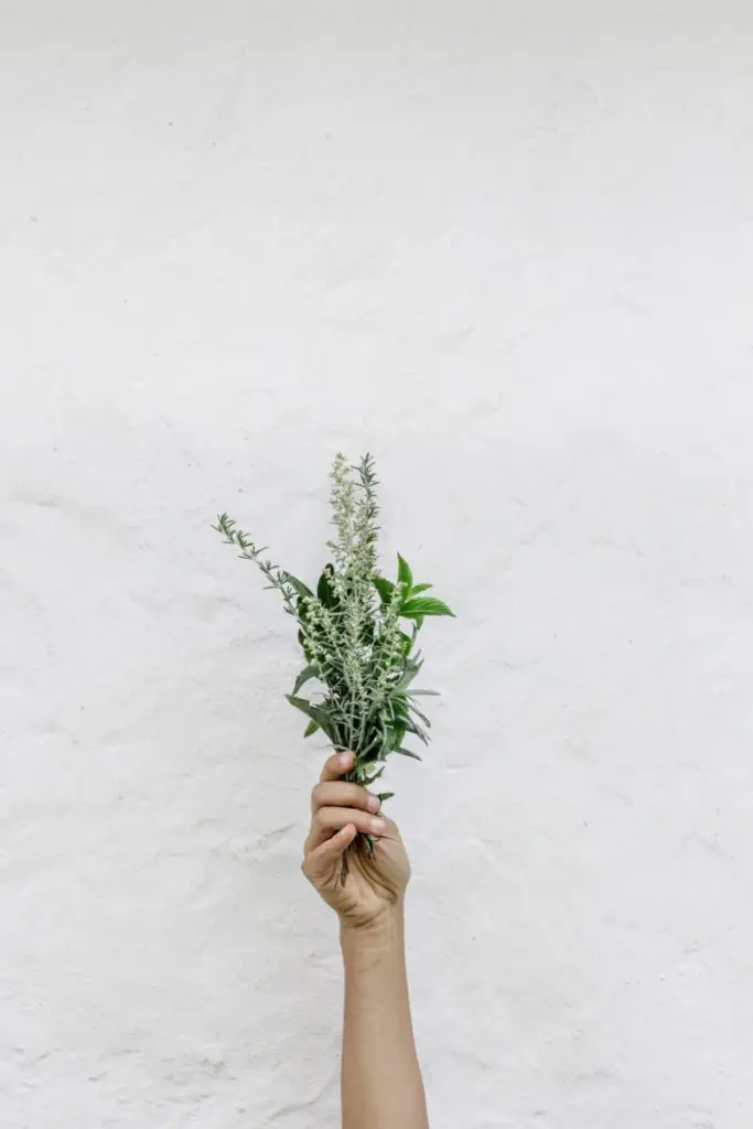 herbs