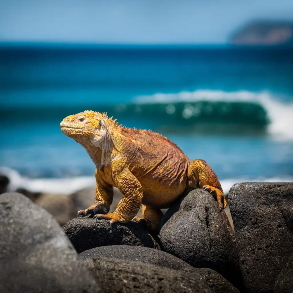 lizard galapagos
