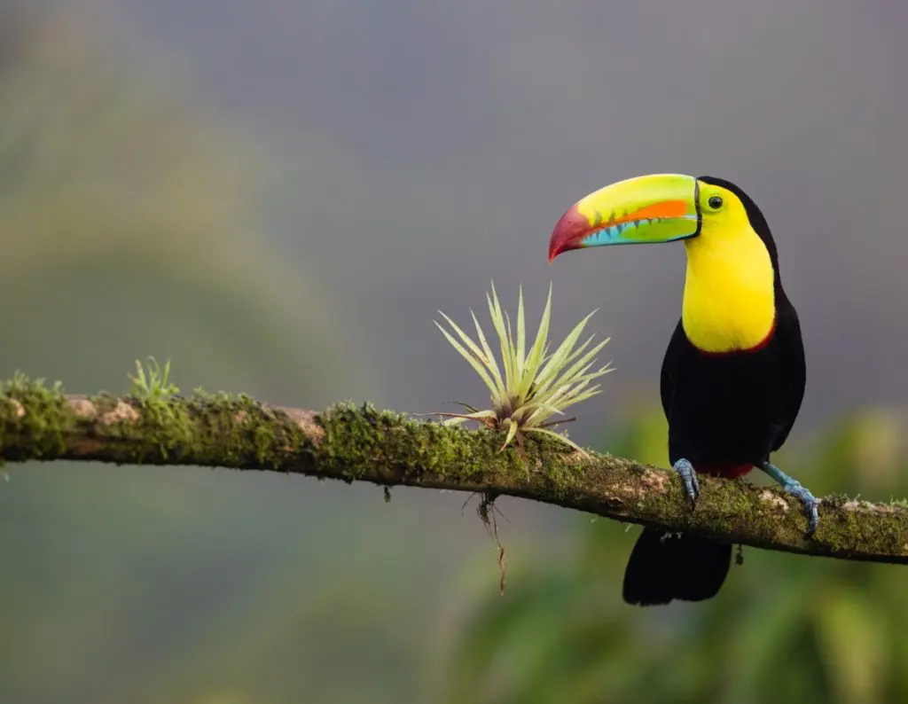 toucan bird