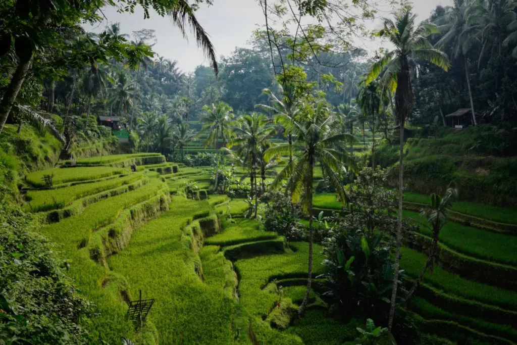 bali countryside