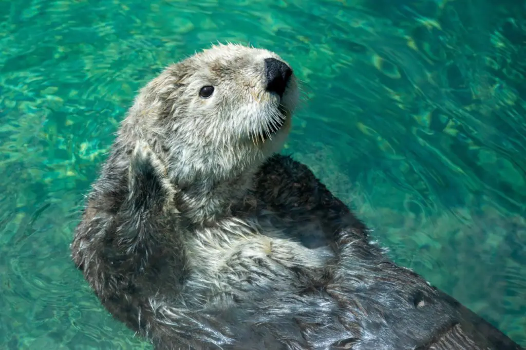 otter