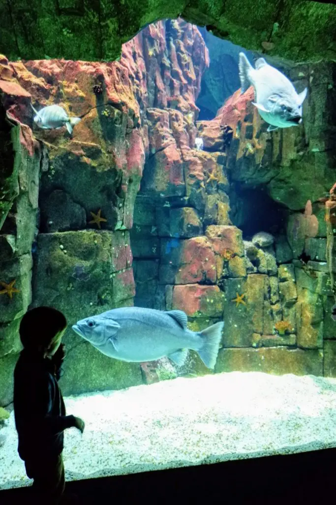 lisbon ocenarium