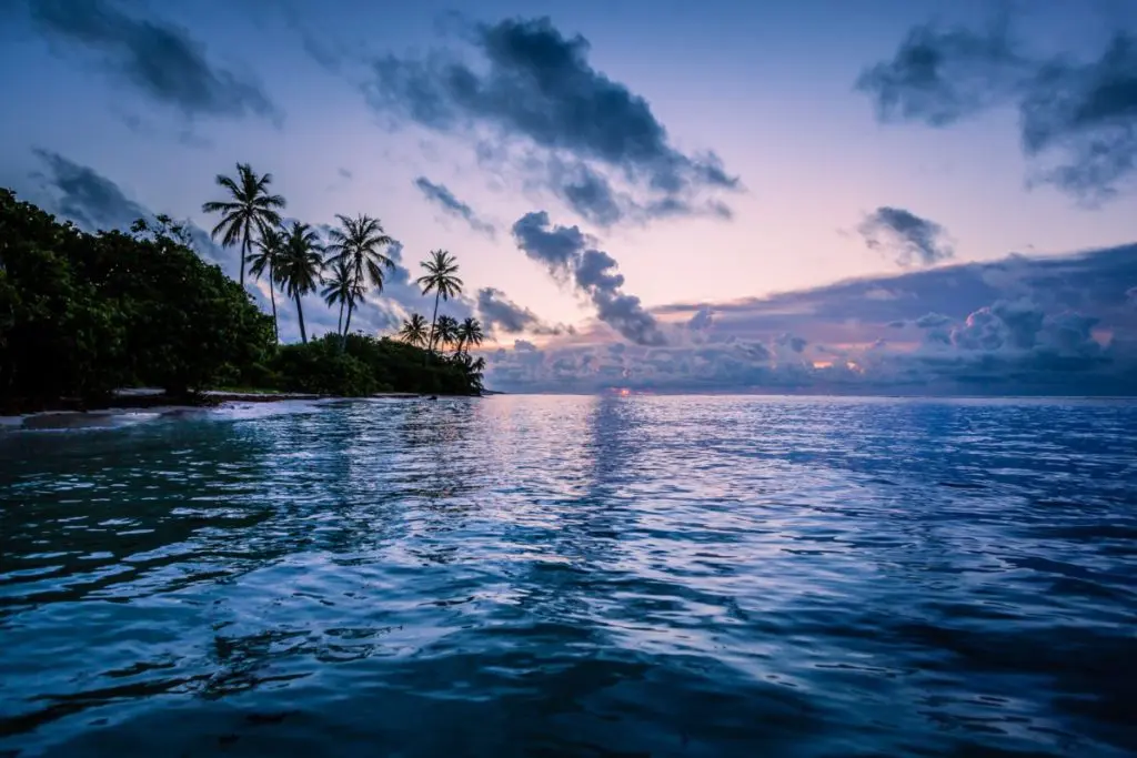 sea palm trees holiday