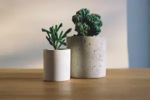 vase plant vase plant