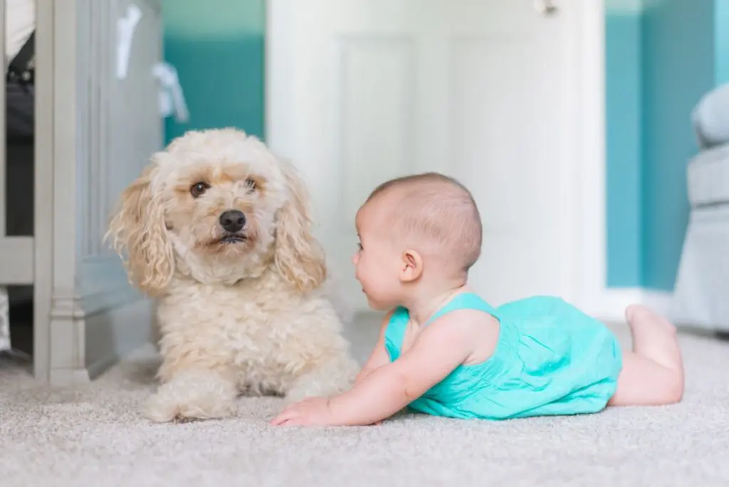 baby dog carpet: How to Remove Chocolate Stains from the Carpet