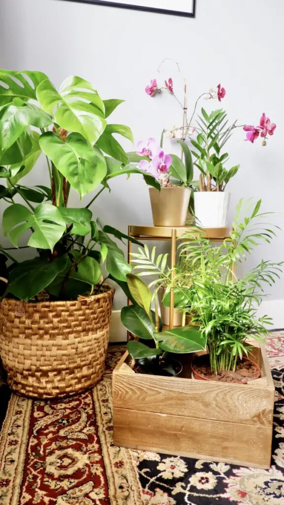 plant corner - indoor greenery plant corner - indoor greenery