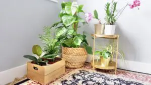plants plants