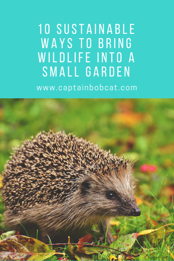 10 Sustainable Ways to Bring Wildlife into a Small Garden