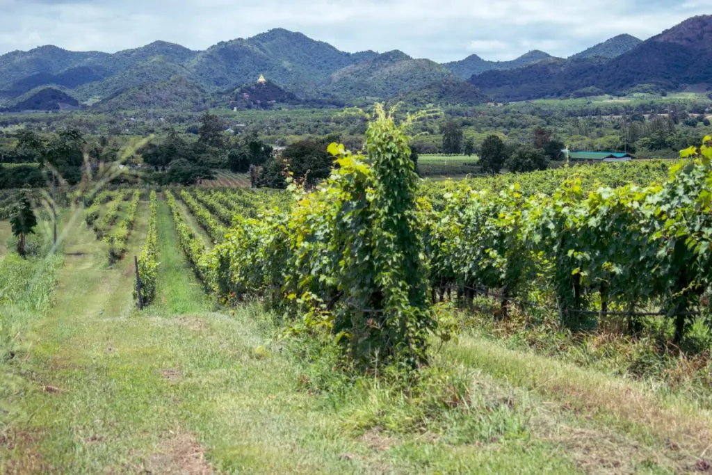 napa valley wine grape