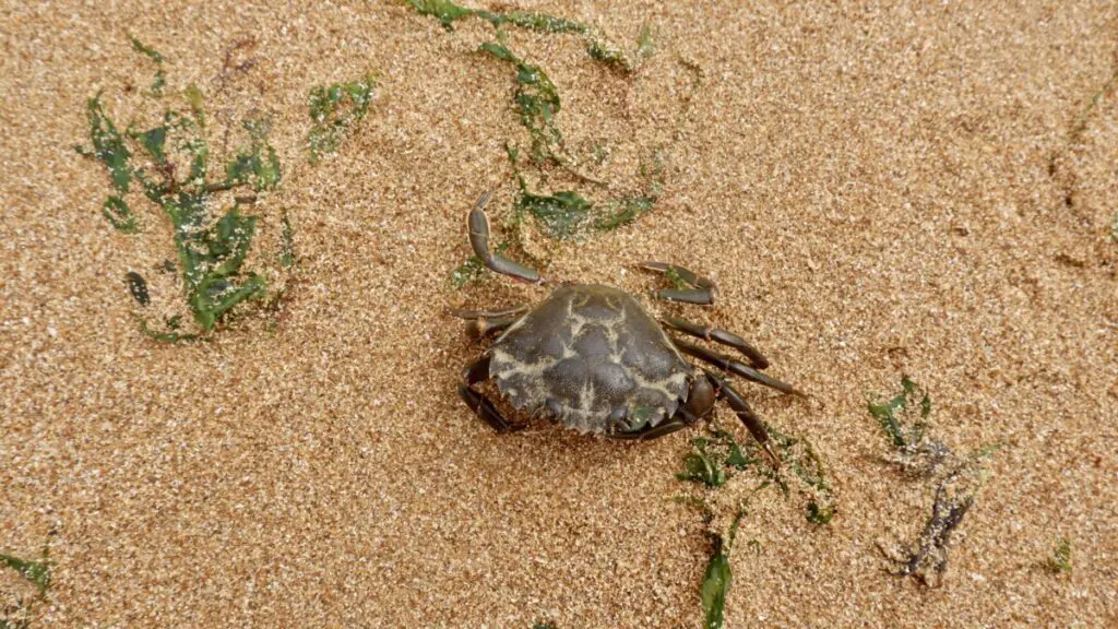 Crab beach