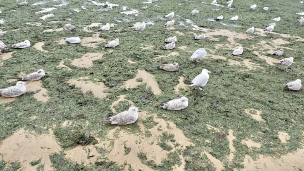 Sleepy seagulls