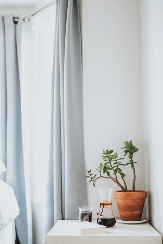 room curtain plant
